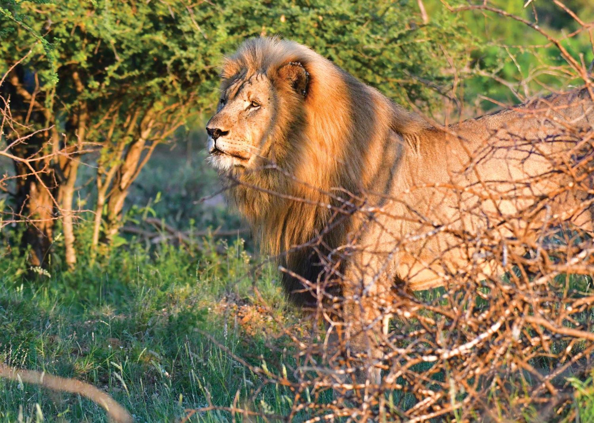 Madikwe River Lodge By Dream Resorts Madikwe Game Reserve Ngoại thất bức ảnh