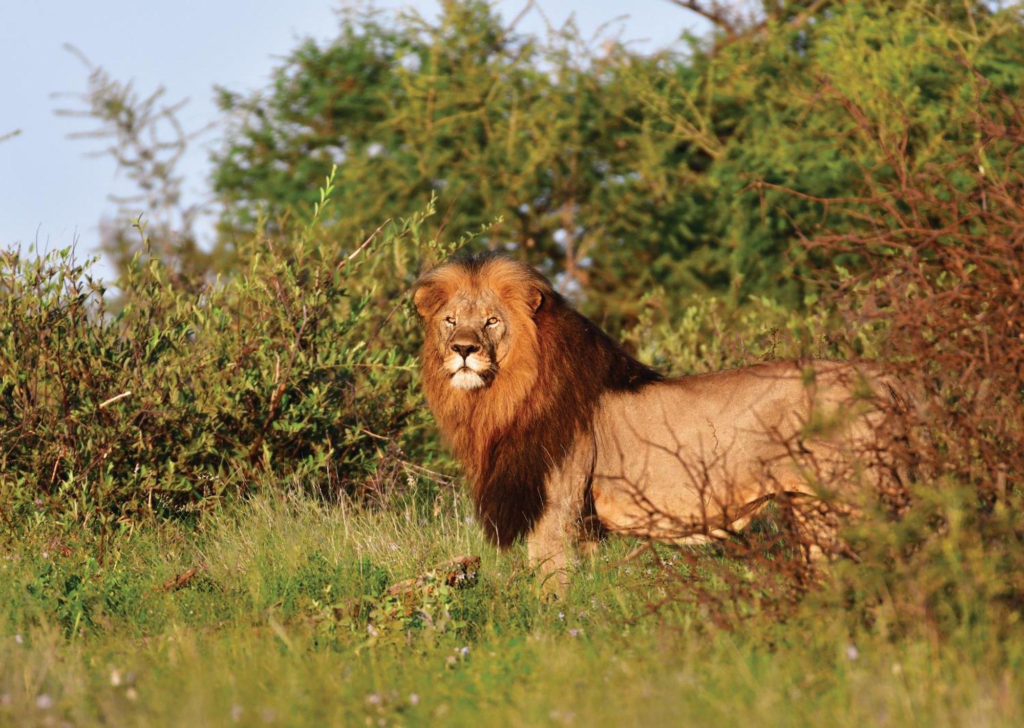 Madikwe River Lodge By Dream Resorts Madikwe Game Reserve Ngoại thất bức ảnh