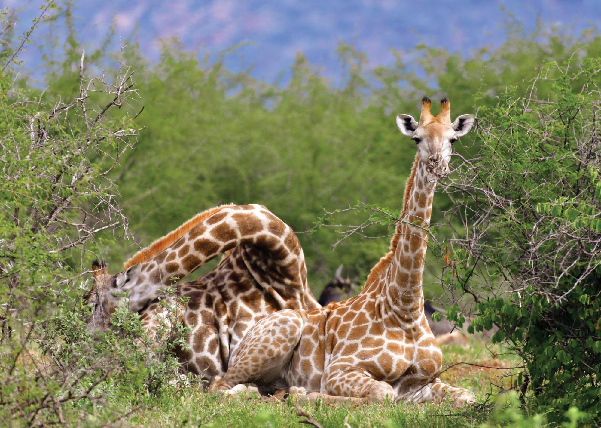 Madikwe River Lodge By Dream Resorts Madikwe Game Reserve Ngoại thất bức ảnh