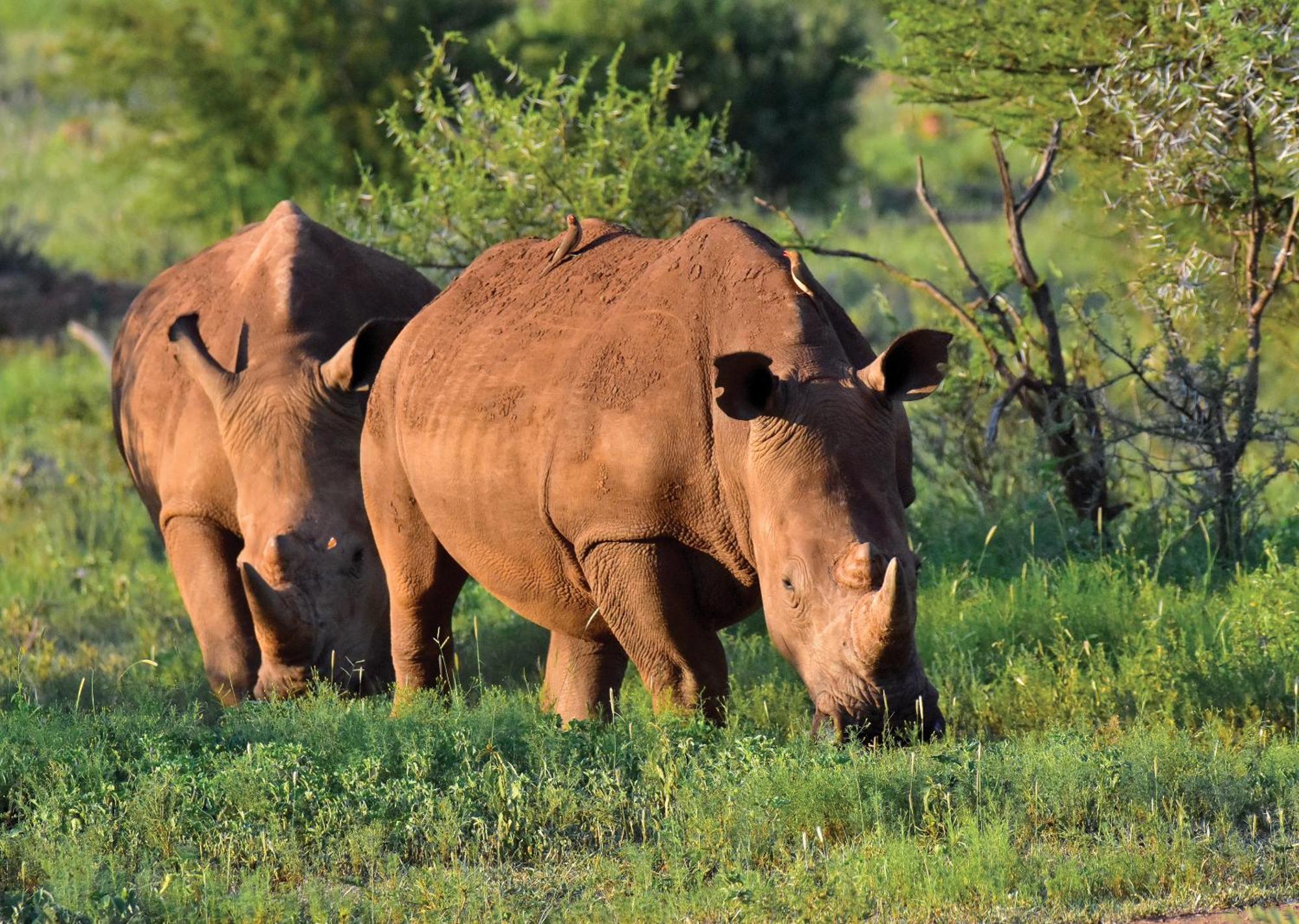 Madikwe River Lodge By Dream Resorts Madikwe Game Reserve Ngoại thất bức ảnh