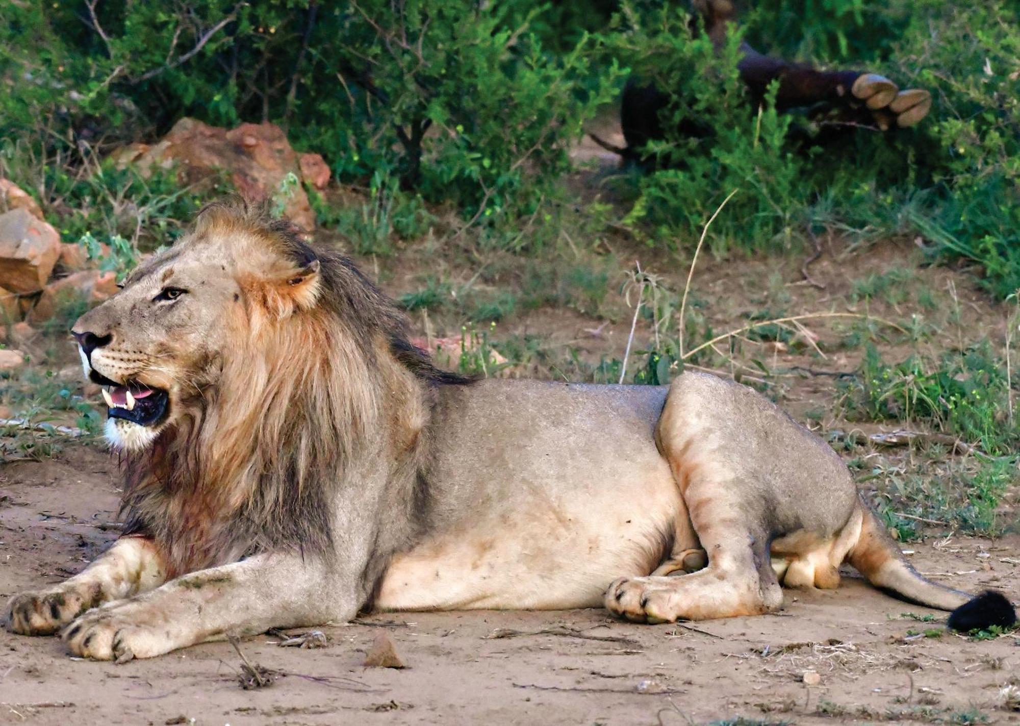 Madikwe River Lodge By Dream Resorts Madikwe Game Reserve Ngoại thất bức ảnh