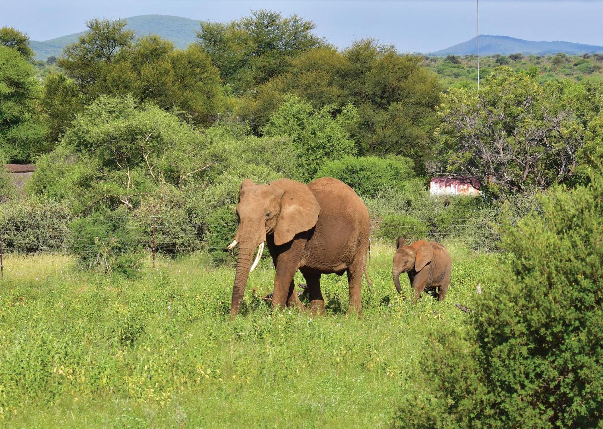 Madikwe River Lodge By Dream Resorts Madikwe Game Reserve Ngoại thất bức ảnh