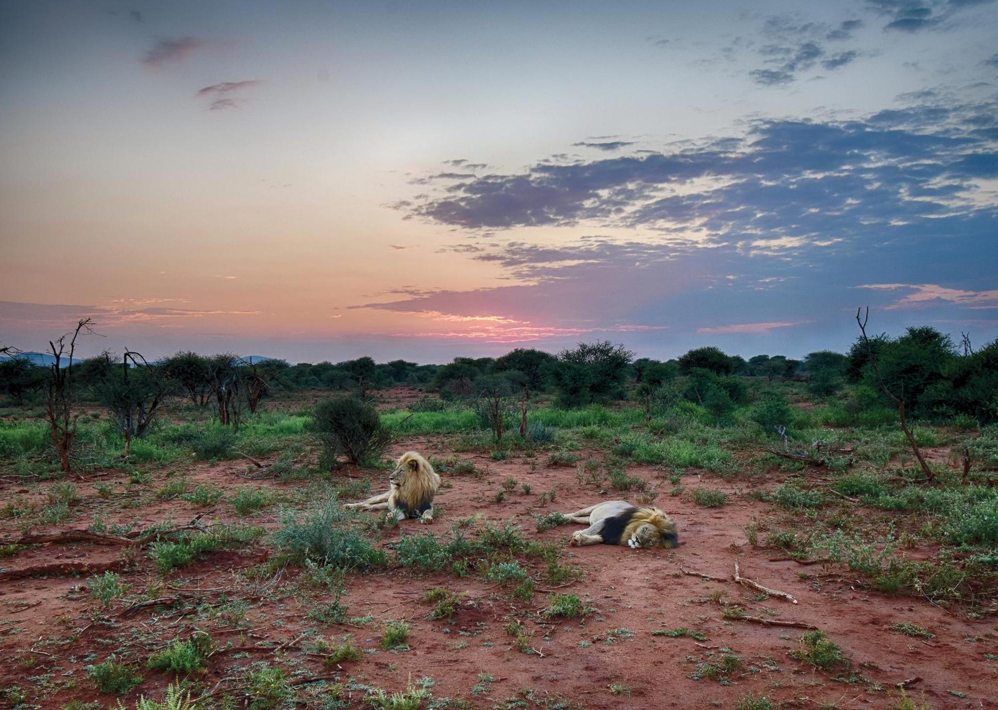 Madikwe River Lodge By Dream Resorts Madikwe Game Reserve Ngoại thất bức ảnh