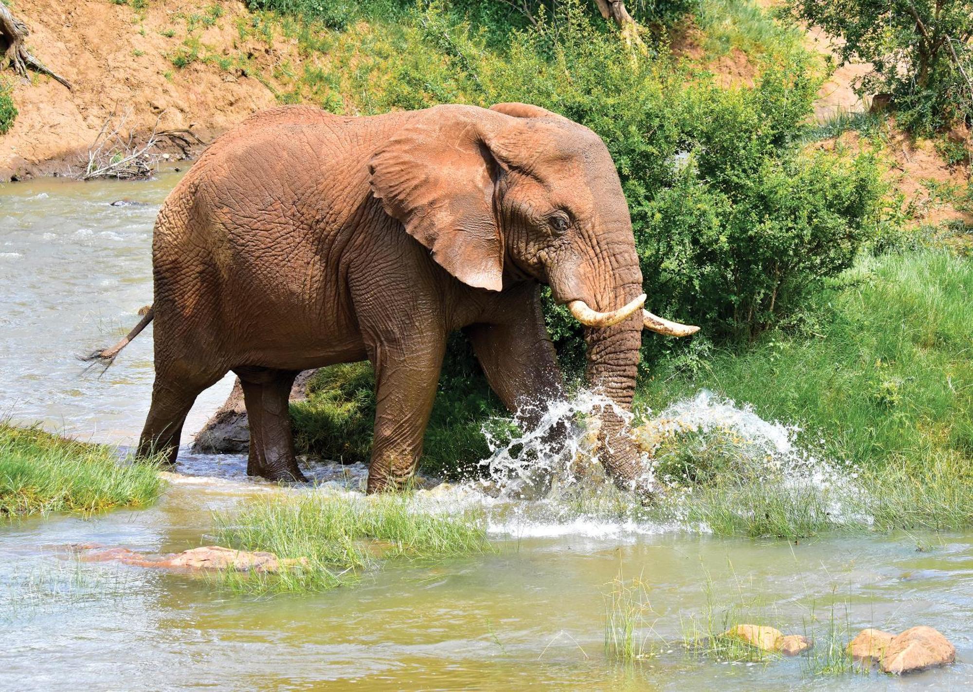 Madikwe River Lodge By Dream Resorts Madikwe Game Reserve Ngoại thất bức ảnh