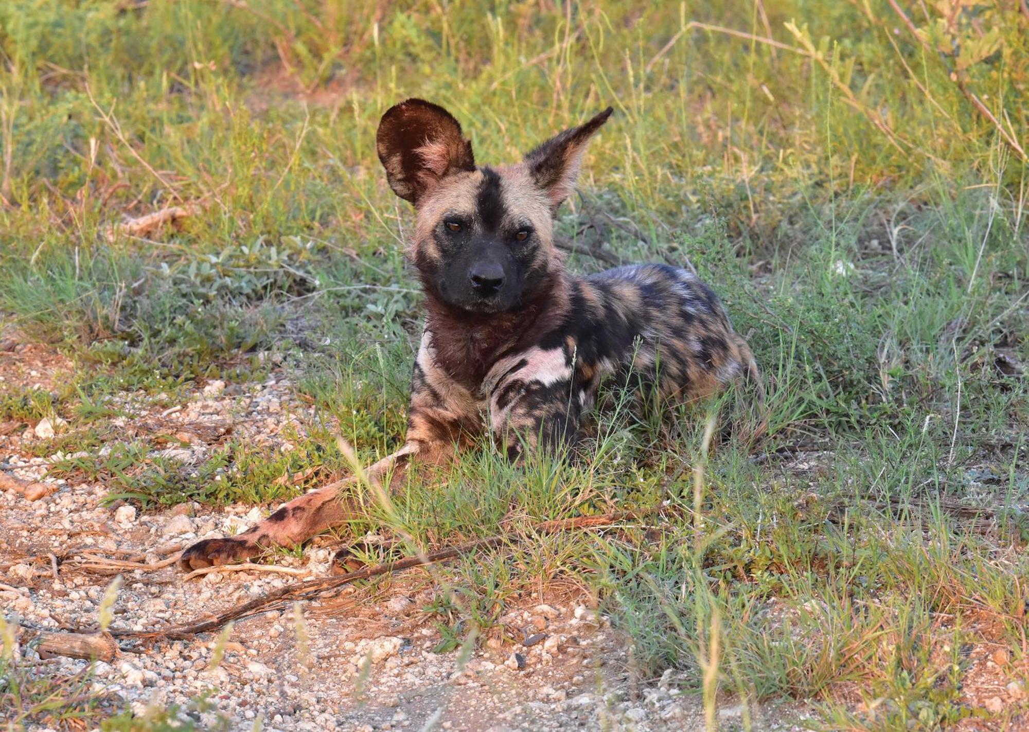 Madikwe River Lodge By Dream Resorts Madikwe Game Reserve Ngoại thất bức ảnh