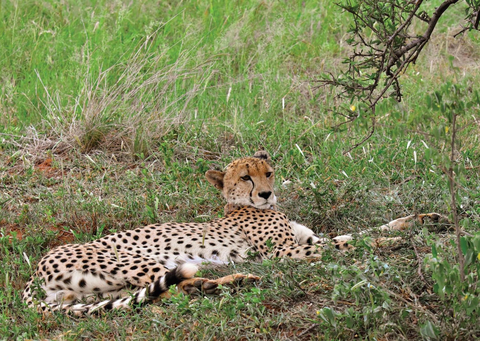 Madikwe River Lodge By Dream Resorts Madikwe Game Reserve Ngoại thất bức ảnh