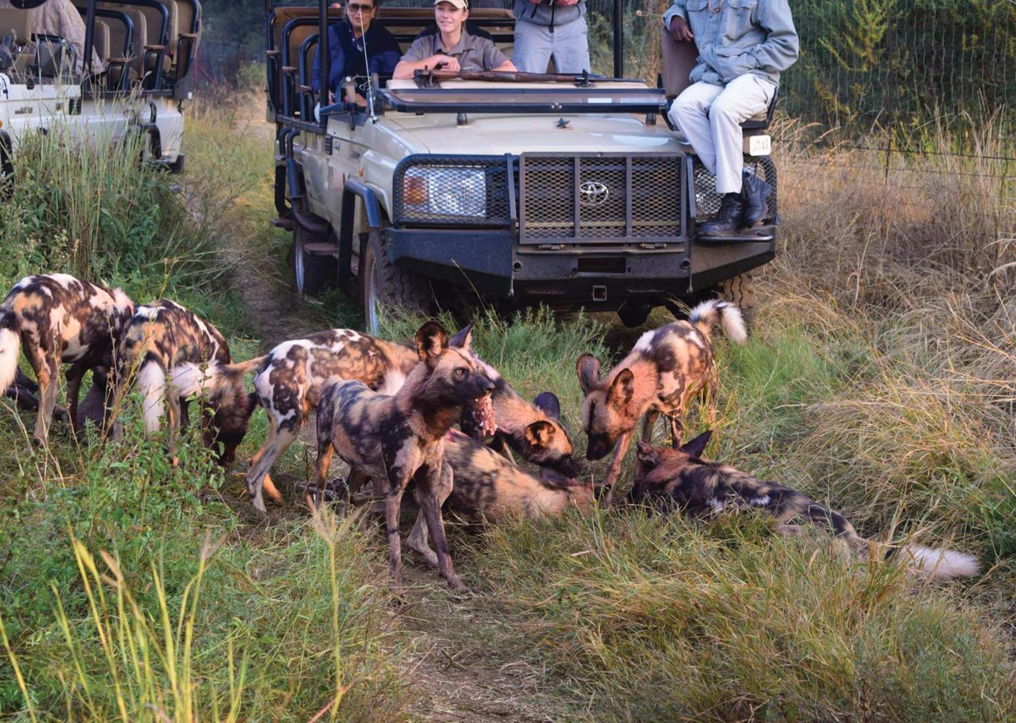Madikwe River Lodge By Dream Resorts Madikwe Game Reserve Ngoại thất bức ảnh
